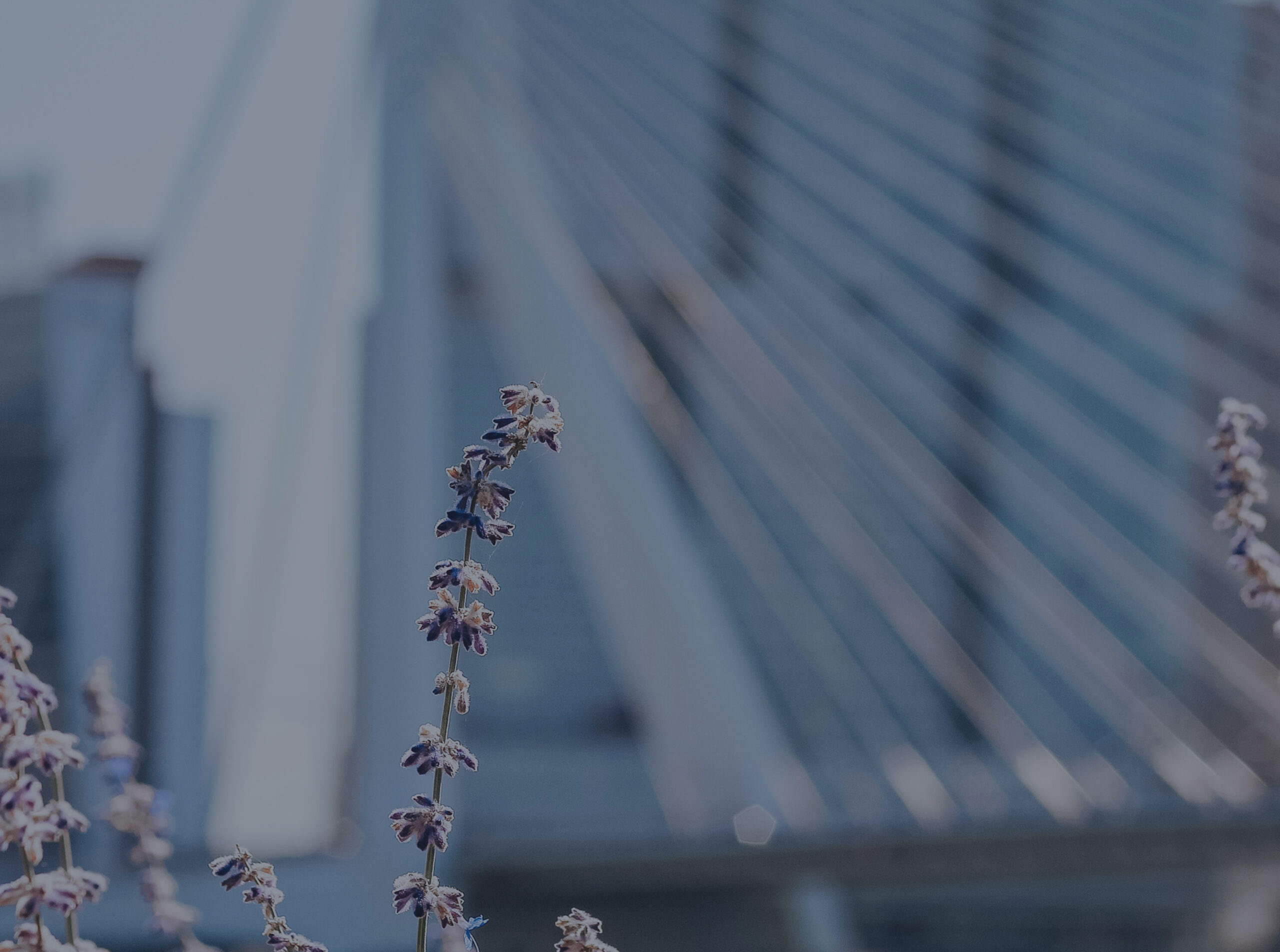 Rectangle-272-scaled